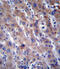 Fatty acid desaturase 2 antibody, 56-329, ProSci, Immunohistochemistry frozen image 