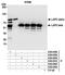 Thymopoietin antibody, A304-838A, Bethyl Labs, Immunoprecipitation image 