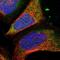 BOP antibody, NBP1-93957, Novus Biologicals, Immunofluorescence image 