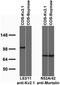 Potassium Voltage-Gated Channel Subfamily B Member 1 antibody, 73-339, Antibodies Incorporated, Western Blot image 