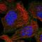 RAB23, Member RAS Oncogene Family antibody, NBP1-86367, Novus Biologicals, Immunofluorescence image 