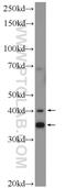 T Cell Activation Inhibitor, Mitochondrial antibody, 21564-1-AP, Proteintech Group, Western Blot image 