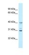 2 -5 -oligoadenylate synthase 1A antibody, orb324855, Biorbyt, Western Blot image 