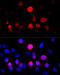 Cytochrome P450 Family 11 Subfamily A Member 1 antibody, 16-871, ProSci, Immunofluorescence image 