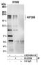 Kinesin Family Member 20B antibody, A305-606A-M, Bethyl Labs, Immunoprecipitation image 