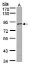 SCY1 Like Pseudokinase 3 antibody, orb69959, Biorbyt, Western Blot image 