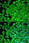 Fructose-Bisphosphatase 1 antibody, orb167320, Biorbyt, Immunofluorescence image 