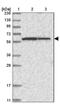 NADPH Dependent Diflavin Oxidoreductase 1 antibody, PA5-55093, Invitrogen Antibodies, Western Blot image 