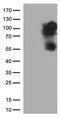 B-Raf Proto-Oncogene, Serine/Threonine Kinase antibody, CF500439, Origene, Western Blot image 
