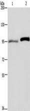 Zinc phosphodiesterase ELAC protein 2 antibody, TA349929, Origene, Western Blot image 