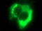 HSD17B4 antibody, LS-C788441, Lifespan Biosciences, Immunofluorescence image 