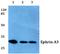 Ephrin A3 antibody, A07595-1, Boster Biological Technology, Western Blot image 