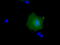 RAB17, Member RAS Oncogene Family antibody, TA501240, Origene, Immunofluorescence image 