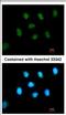Zinc finger protein GLIS1 antibody, NBP2-16667, Novus Biologicals, Immunofluorescence image 
