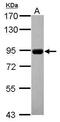 Metal transporter CNNM4 antibody, PA5-30518, Invitrogen Antibodies, Western Blot image 
