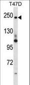 Periplakin antibody, LS-C163906, Lifespan Biosciences, Western Blot image 