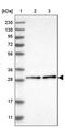 CR antibody, PA5-54943, Invitrogen Antibodies, Western Blot image 