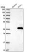 Checkpoint protein HUS1 antibody, PA5-55417, Invitrogen Antibodies, Western Blot image 
