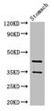Progastricsin antibody, A53492-100, Epigentek, Western Blot image 
