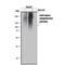 Ubiquitin-40S ribosomal protein S27a antibody, A-101, R&D Systems, Western Blot image 