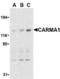 Caspase recruitment domain-containing protein 11 antibody, TA306139, Origene, Western Blot image 