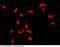 HAP1 antibody, 100801-T46, Sino Biological, Immunohistochemistry frozen image 
