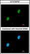 HIF-2-alpha antibody, orb89512, Biorbyt, Immunofluorescence image 