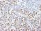 Scaffold Attachment Factor B2 antibody, IHC-00218, Bethyl Labs, Immunohistochemistry frozen image 