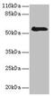 RNA Binding Motif Protein, Y-Linked, Family 1, Member J antibody, CSB-PA614891LA01HU, Cusabio, Western Blot image 