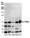 FERM domain-containing protein 6 antibody, A305-589A-M, Bethyl Labs, Western Blot image 