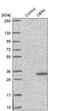 Carbonyl Reductase 4 antibody, PA5-57977, Invitrogen Antibodies, Western Blot image 
