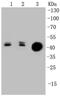 Keratin 20 antibody, NBP2-67309, Novus Biologicals, Western Blot image 