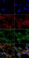 Acrolein antibody, NBP2-59359, Novus Biologicals, Immunofluorescence image 
