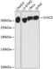 Protein CASC5 antibody, 14-798, ProSci, Western Blot image 