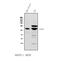 ATP Binding Cassette Subfamily B Member 5 antibody, A02979-1, Boster Biological Technology, Western Blot image 