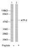 CREB2 antibody, AP02571PU-S, Origene, Western Blot image 