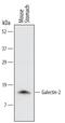 Galectin-2 antibody, AF6667, R&D Systems, Western Blot image 