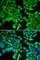 Karyopherin Subunit Alpha 2 antibody, A1623, ABclonal Technology, Immunofluorescence image 