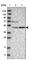 5'-Nucleotidase Domain Containing 1 antibody, HPA030352, Atlas Antibodies, Western Blot image 