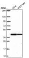 Isocitrate Dehydrogenase (NAD(+)) 3 Alpha antibody, PA5-66546, Invitrogen Antibodies, Western Blot image 