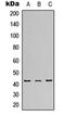 p38 antibody, orb315599, Biorbyt, Western Blot image 