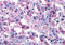 Vasoactive intestinal polypeptide receptor 1 antibody, MBS242782, MyBioSource, Immunohistochemistry frozen image 