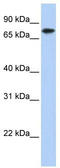 Kelch Like Family Member 23 antibody, TA343991, Origene, Western Blot image 