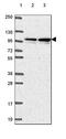 Galactosidase Beta 1 antibody, PA5-64417, Invitrogen Antibodies, Western Blot image 