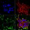 LDL Receptor Related Protein 4 antibody, MA5-27675, Invitrogen Antibodies, Immunofluorescence image 