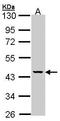 Mevalonate Kinase antibody, GTX107761, GeneTex, Western Blot image 