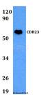 Cadherin Related 23 antibody, A02149, Boster Biological Technology, Western Blot image 