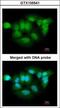 Probable Xaa-Pro aminopeptidase 3 antibody, GTX105541, GeneTex, Immunofluorescence image 