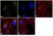 COX2 antibody, A-6404, Invitrogen Antibodies, Immunofluorescence image 
