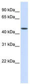 Jumonji domain-containing protein 5 antibody, TA344450, Origene, Western Blot image 